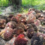 Hasil Produksi PT Mitco Jatu Menurun Akibat Banyaknya Oknum Dari Luar Daerah Mengklem IMG-20251015-WA0000